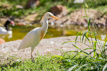 Close up shot of cattle egret