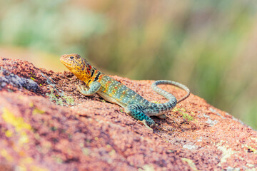 Close up shot of the Oklahoma collared lizard in Wichita Mountains National Wildlife Refuge