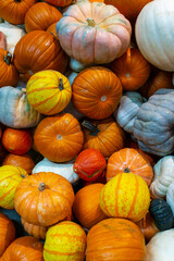 Colorful varieties of pumpkins and squashes for Thanksgiving