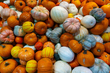 Colorful varieties of pumpkins and squashes for Thanksgiving