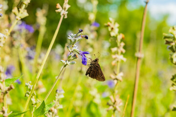 Close up shot of Dun Skipper butterfly in Martin Nature Park