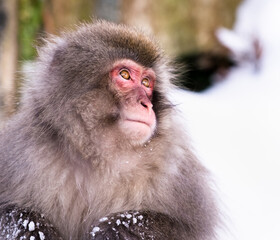 Snow monkey in Nagano Japan