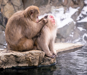A snow monkey picking another monkey's ear by a hot water spring in Nagano Japan