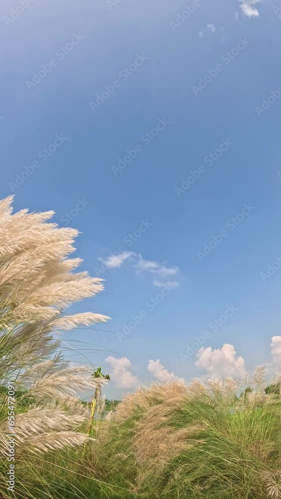 Sticker Autumn blue sky with white fluffy clouds with green field with white flowers Kashful 