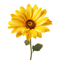 Vibrant Yellow Flower Isolated on Transparent or White Background, PNG