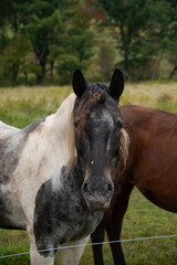 Obraz premium Horses in field in the autumn foliage 