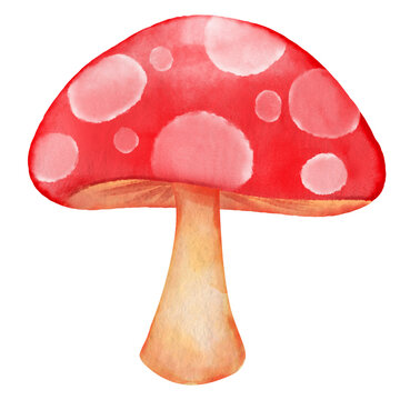 Mushroom watercolor hand drawn