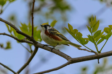 A Chestnut Sided Warbler by the Boardwalk at Magee Marsh Wildlife Area, near Oak Harbor, Ohio.