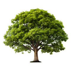 Large Robust Tree for Decoration Isolated on Transparent or White Background, PNG