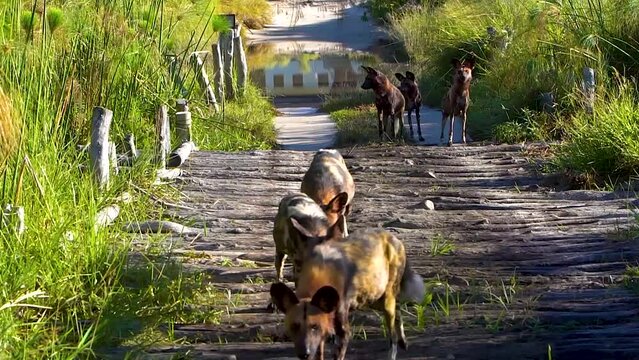African wild dogs (Lycaon pictus) pack on old wooden bridge, Moremi National Park, Botswana, Africa
