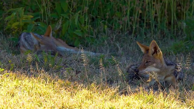 Black-backed jackal (Lupulella mesomelas) Jackals in Nxai Pan National Park, Botswana, Africa