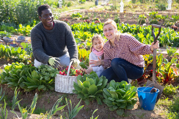 Smiling couple of professional gardeners with child posing with harvest of vegetables in garden