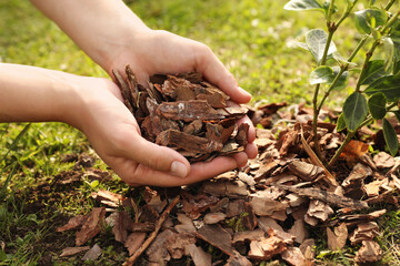 Woman mulching plant with bark chips in garden, closeup