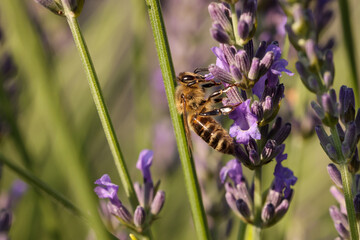 Honeybee collecting nectar from beautiful lavender flower outdoors, closeup. Space for text