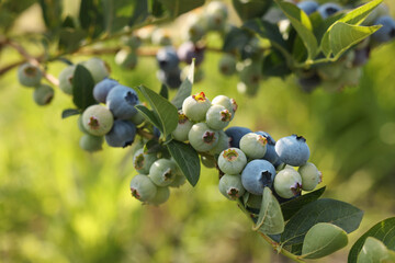Wild blueberries growing outdoors, closeup. Seasonal berries