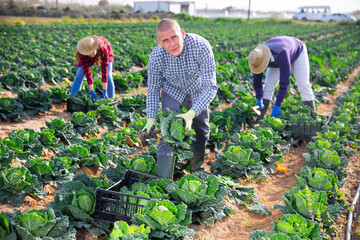 Focused young adult male farmer working in a farm field, harvesting savoy cabbage on a sunny spring day