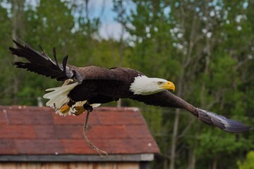 Birds of prey at the Canadian Raptor Conservatory 