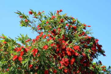 ブラシノキ　ブラシノキと青空