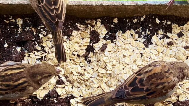 House sparrows and tree sparrows eat oatmeal in a balcony box in Ystad, Scania, Sweden, Scandinavia, Europe
