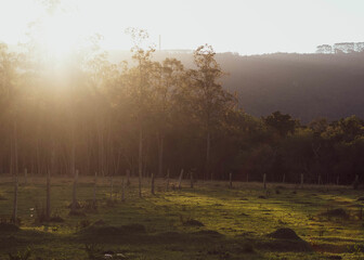 morning in the forest