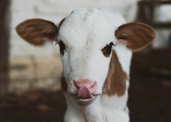 terneiro lamendo o nariz 
baby ox licking its nose
