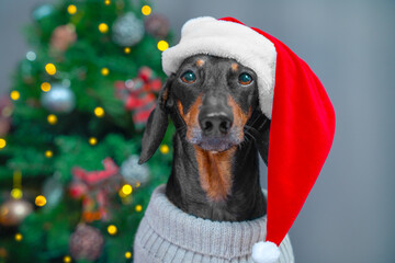 Portrait of tired dog dachshund with poker face in festive cap, ugly sweater near decorated shiny Christmas tree. Bad mood at non-alcoholic New Year party, office corporate party. Results of the year
