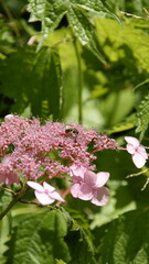 mountain hydrangea