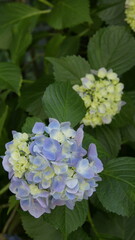mountain hydrangea