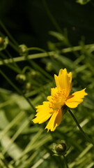 yellow wild flowers