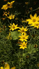 yellow wild flowers