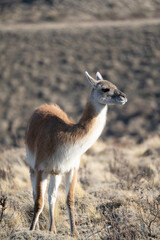 Vertical shot of a guanaco on a mountainside valley