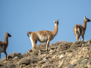 Low angle shot of guanacos on the edge of a rocky hill