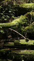 in the forest