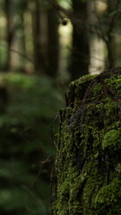 in the forest
