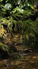 river flowing through the forest