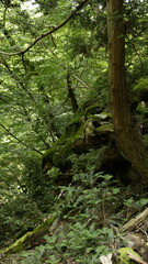 forest and rocks
