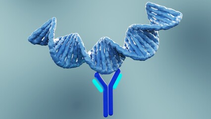 Anti-double stranded DNA (Anti-dsDNA) antibodies are a group of anti-nuclear antibodies (ANA) the target antigen of which is double stranded DNA 3d rendering - obrazy, fototapety, plakaty