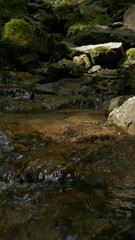 river flowing through the forest
