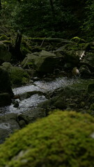 river flowing through the forest