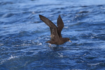 The flesh-footed shearwater (Ardenna carneipes; formerly Puffinus carneipes) is a medium-sized shearwater. This photo was taken in Australia.