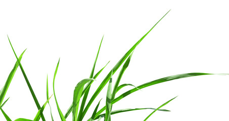 natural green grass isolated element