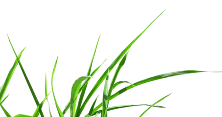 Crédence de cuisine en verre imprimé Herbe natural green grass isolated element