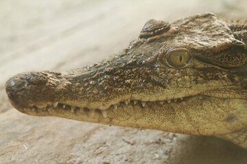 Obraz premium close up of crocodile head