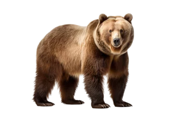 Fotobehang brown bear © Hungarian
