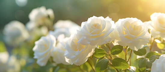 White rose flower in the garden and sunlight with bokeh,Generative AI