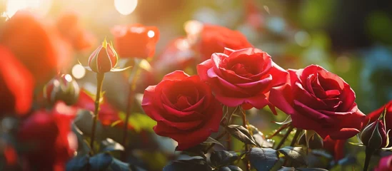 Zelfklevend Fotobehang Red rose flower in the garden and sunlight with bokeh,Generative AI © RainMelon