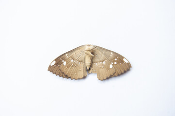 Beautiful pattern of butterfly wings