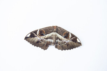 Beautiful pattern of butterfly wings