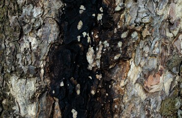 Background image of tree bark that has an unusual pattern