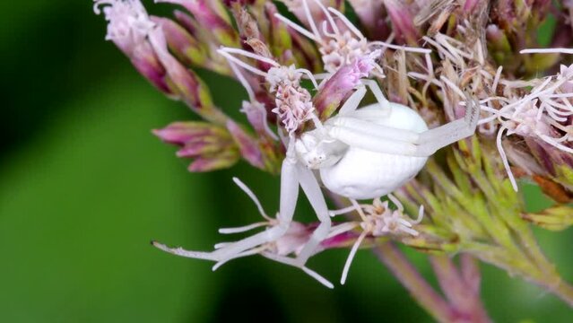 Predator and Prey, Flower Crab Spider (Misumena vatia) on a flower